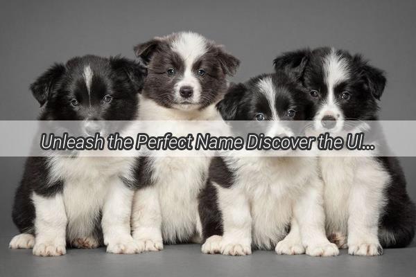 Unleash the Perfect Name Discover the Ultimate List of Boy Dog Names from the Million Dog Names Directory